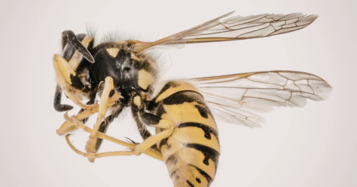 Yellowjacket close-up - professional identification guide for Texas homeowners